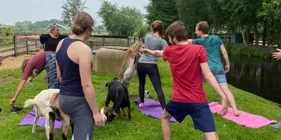 Goat Yoga During the Pandemic